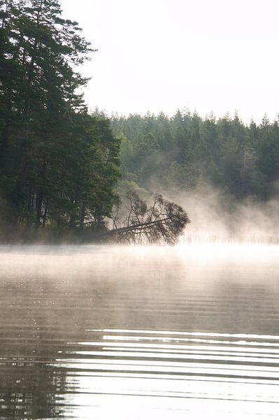 Dode boom, in de mist die tot in het water reikt bij zonsopgang van Martin Köbsch