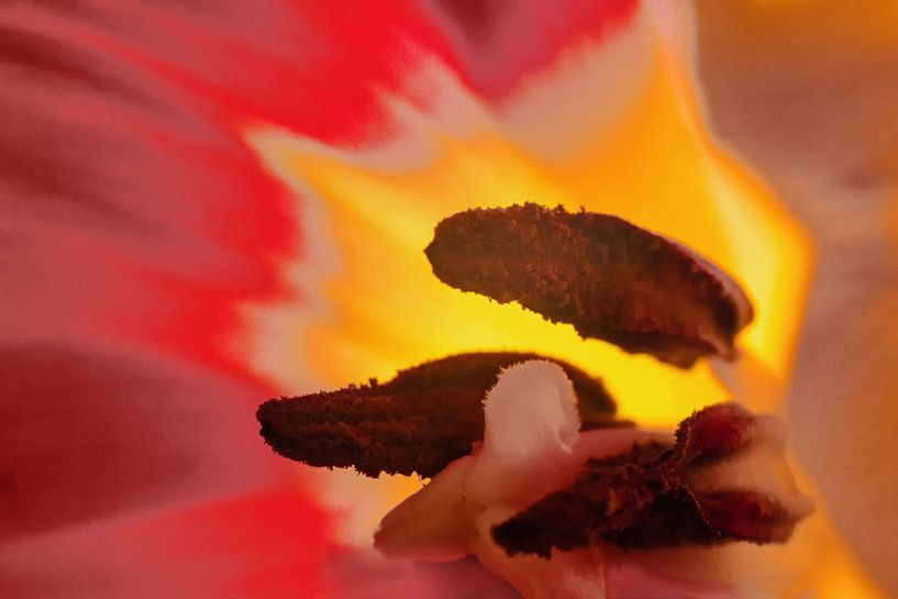 At the heart of a tulip by Hans Heemsbergen
