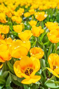 Gele tulpen op een veld in de lente van Sjoerd van der Wal Fotografie