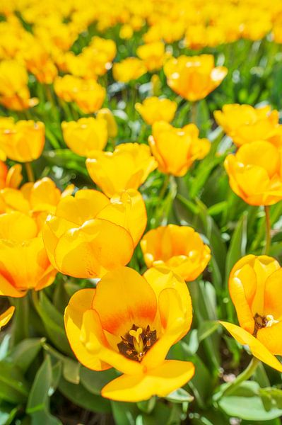 Tulipes en jaune poussant dans un champ au printemps par Sjoerd van der Wal Photographie