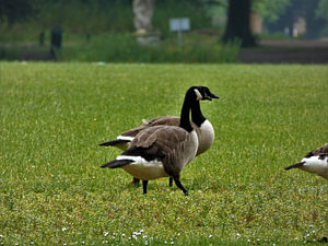 Ganzen op de Koewei Barneveld