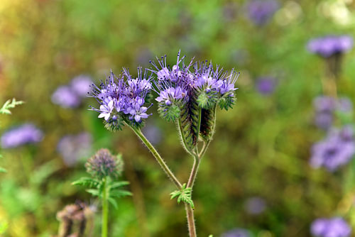 A profusion of purple flowers in the wild meadow 