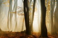 Speulderbos von Ingrid Van Damme fotografie Miniaturansicht