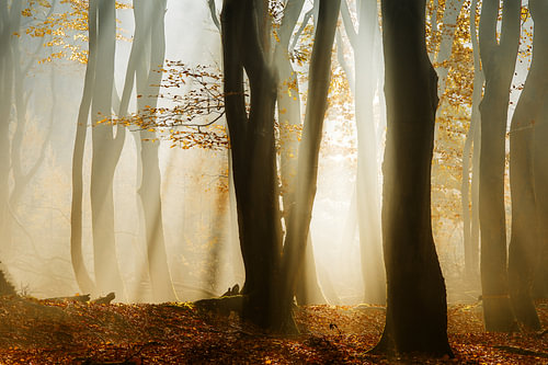 Speulderbos