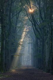 Sternenwald von Bob Vandenberg