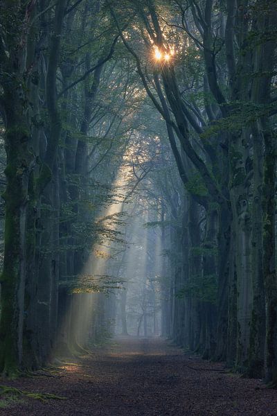 Star Forest by Bob Vandenberg