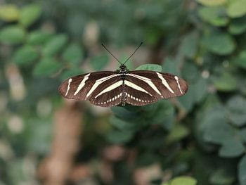 Zebrafalter