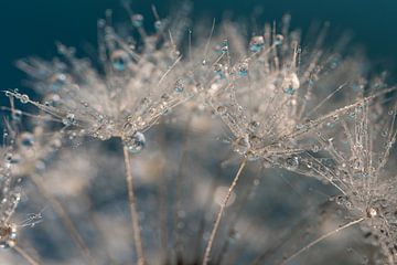 Droplets on white fluff of a dandelion by Marjolijn van den Berg