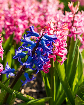 Blauwe en roze hyacinten