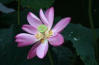 Bloeiende lotus in de regen in China/Beijing van Sylvia Bastiaansen thumbnail