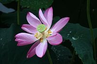 Bloeiende lotus in de regen in China/Beijing