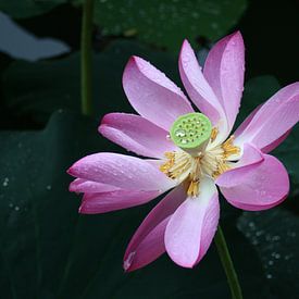 Bloeiende lotus in de regen in China/Beijing by Sylvia Bastiaansen
