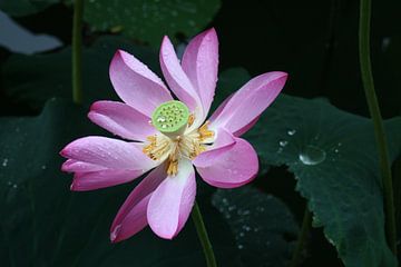 Bloeiende lotus in de regen in China/Beijing van Sylvia Bastiaansen