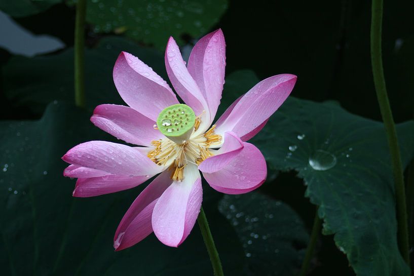 Bloeiende lotus in de regen in China/Beijing van Sylvia Bastiaansen