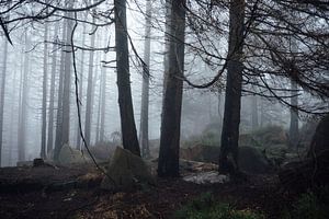 Dunkelwald 020