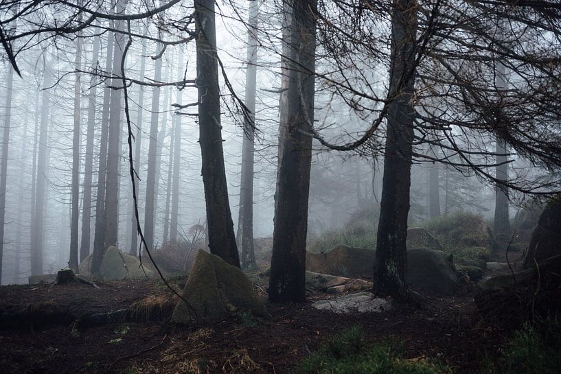 Donker bos 020 van Oliver Henze