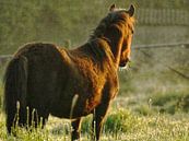 Dawn by Dries Van Malder thumbnail