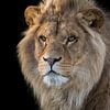 Portret van een leeuw van RT Photography