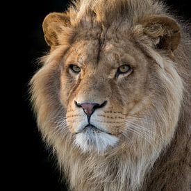 Portrait de lion sur RT Photography