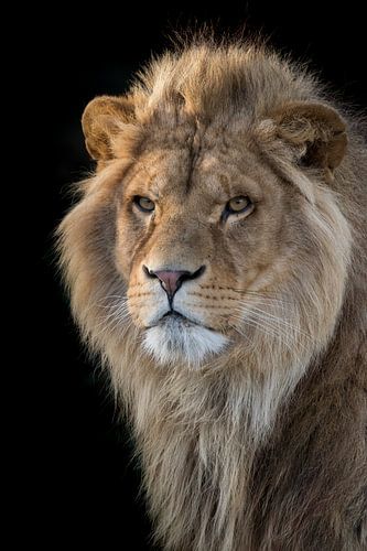 Portrait de lion