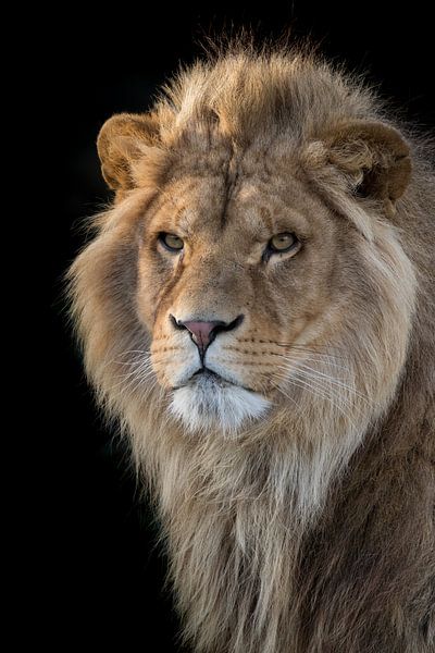 Portrait de lion par RT Photography