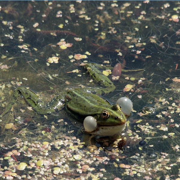 Frosch von Martina Dol