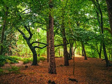 Begin van de herfst.