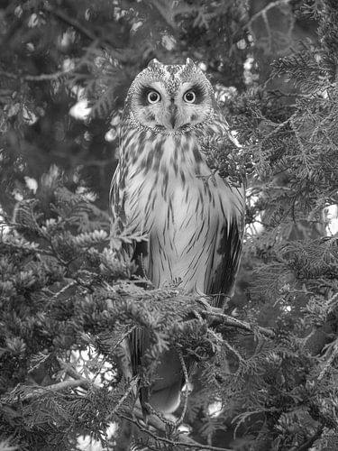 Stille blik van een velduil (zwart wit)