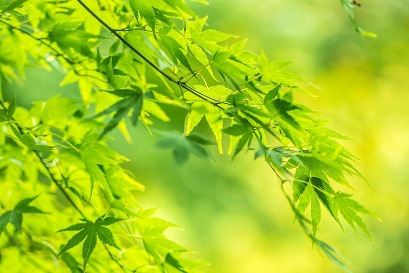 De groene natuur van Capacidad Fotografie
