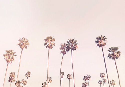 Sonnige Palmen in Cali