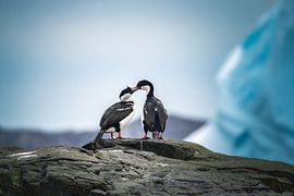 Antarktische Kormorane auf Südgeorgien von Ron van der Stappen