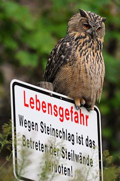 Eurasian Eagle Owl ( Bubo bubo ) perched on a hazard warning sign, looks like he is guarding its ter by wunderbare Erde