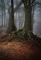 Roots 2