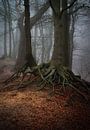 Roots 2 van René Vierhuis thumbnail