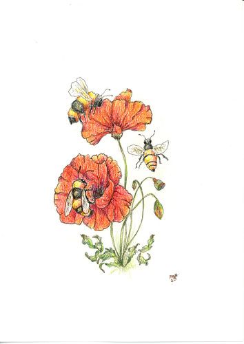 a buzzzy visit to the poppy