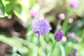 Paarse bloem in tuin van Lisa Bouw