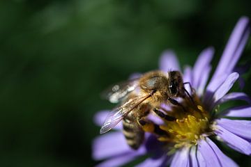 Bee on aster by Ulrike Leone