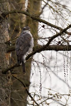 Goshawk * Accipiter gentilis *, male goshawk resting in a larch tree by wunderbare Erde