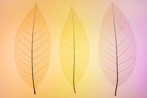 Skeletbladeren oranje, geel en roze