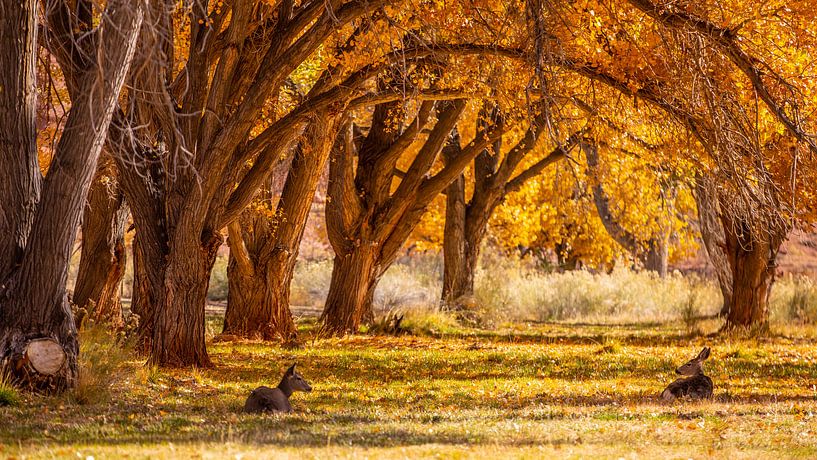 Oh my deer by Heidie Focus