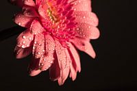 pink flower