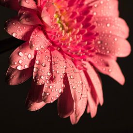 pink flower von Kaatje Fotografie