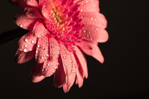 pink flower van Kaatje Fotografie
