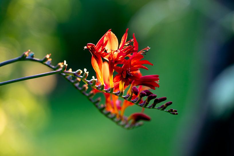 Flaming Fire Flower by Thomas Duiker