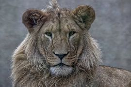 The King’s Gaze, Majesty in Silence.