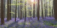 Panorama de Hallerbos