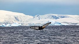 Humpback whales in the Antarctic by Roland Brack