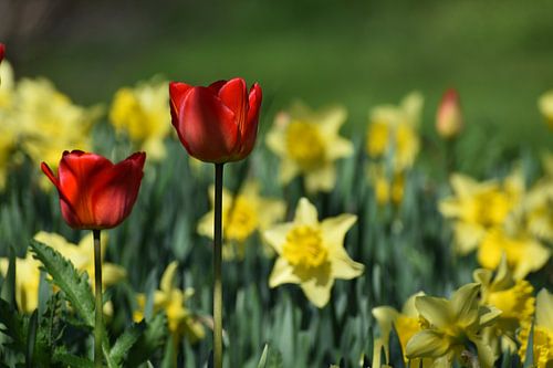 De eerste bloemen in het voorjaar