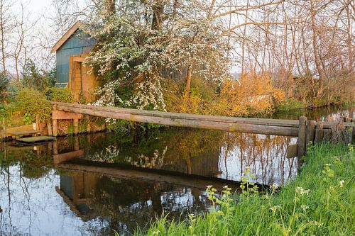 Spring colours in the polder by André Hamerpagt