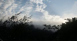 Forêt Noire au petit matin sur Elize Fotografie